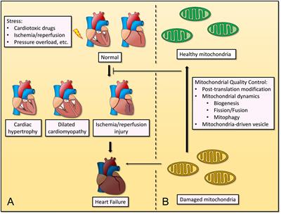 Mitochondrial Quality Control in Cardiomyocytes: A Critical Role in the Progression of Cardiovascular Diseases